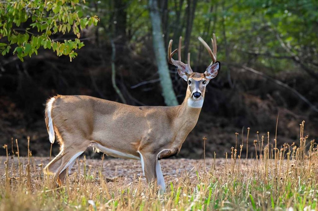 Texas Whitetail Deer Season