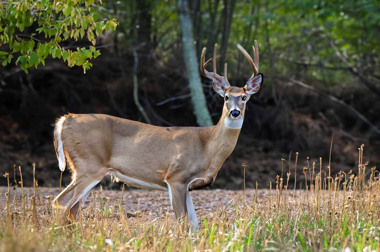 Opening Day Deer Season 2025 Texas Patty Bernelle