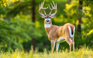 Wisconsin Hunting Seasons