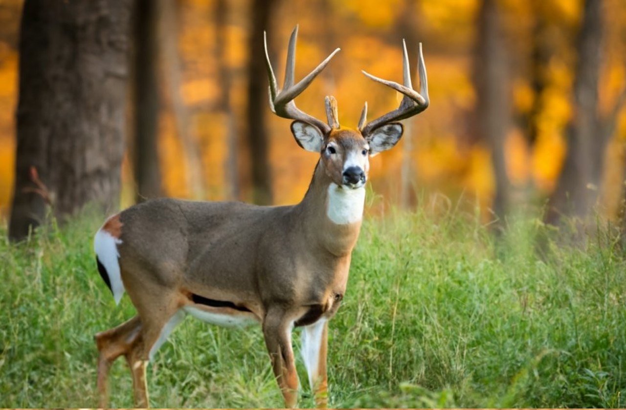 2024 Kentucky Hunting New Seasons, Permits & Guide!