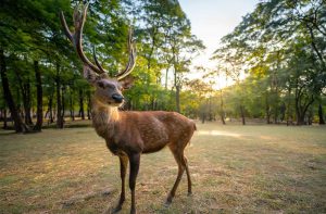 Oklahoma Deer Season