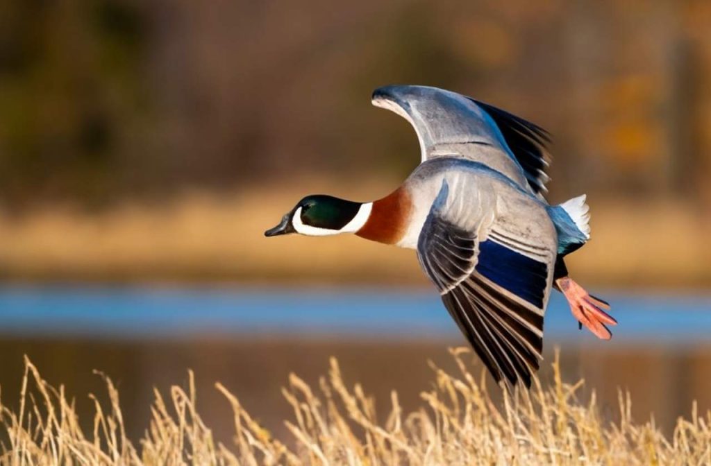 Pennsylvania Migratory Birds and Waterflow Season