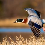 Pennsylvania Migratory Birds and Waterflow Season