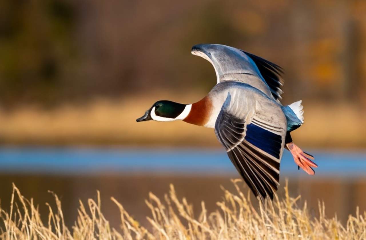 Pennsylvania Waterfowl & Migratory Bird Season 20232024