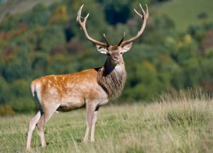 Virginia Deer season