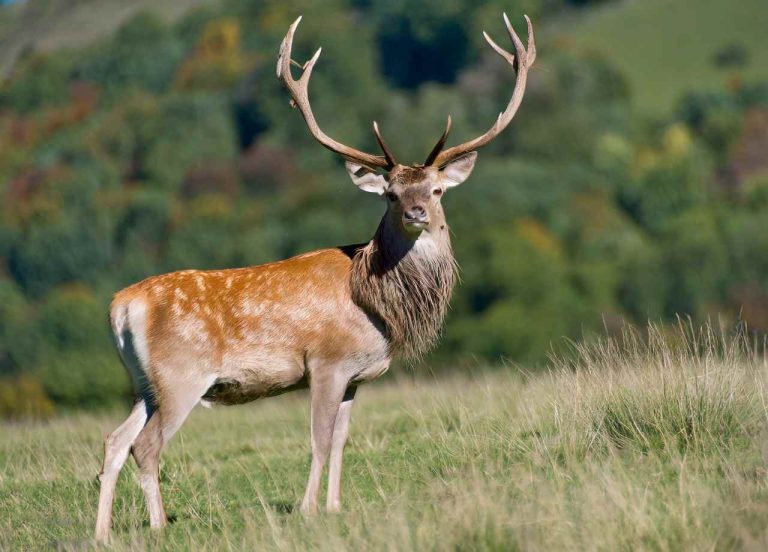2024 Virginia Deer Season New Hunting Dates & Rules!