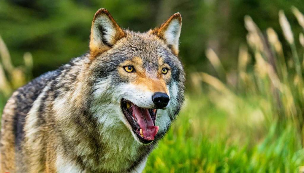 Washington Residents Against Wolves (WARAW)