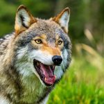 Washington Residents Against Wolves (WARAW)