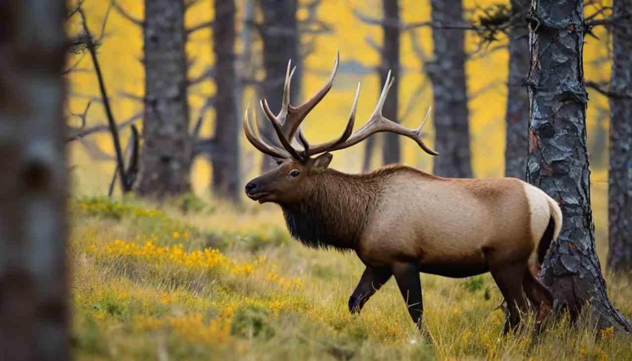 How to Scout for Elk -Guide To Expert Tips and Techniques