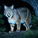 Skillful Strategies & Advice for Bobcat Hunting at Night