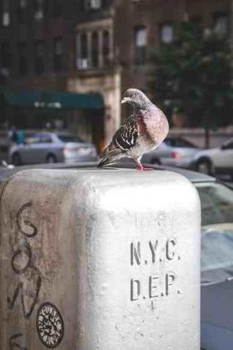 pigeon on street