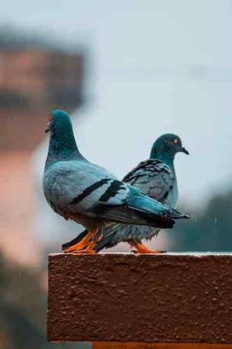 pigeon sitting in rain copy