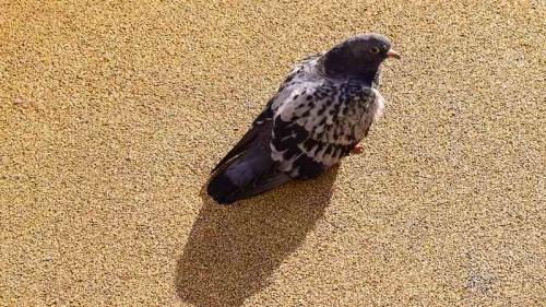 pigeon sitting in sand