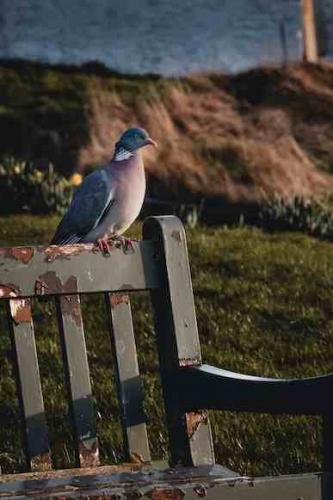 pigeon sitting on chair