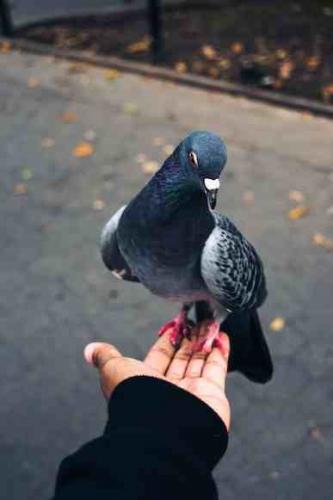 pigeon sitting on hand